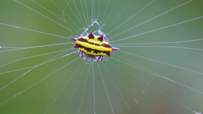 霍瑟尔特的小蜘蛛紧紧抓住它的网
