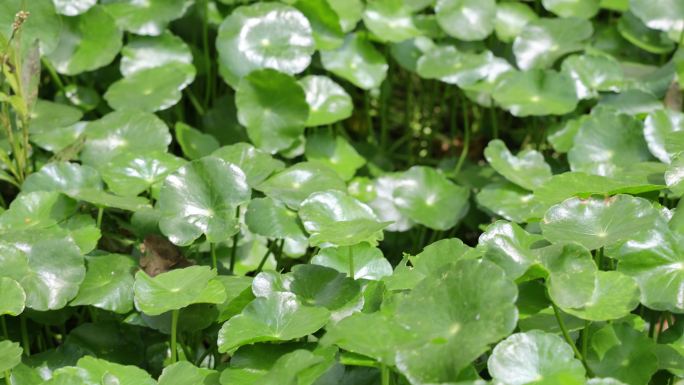 金钱草、铺地莲