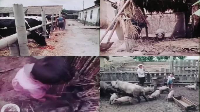 60年代的中国乡村养殖影像