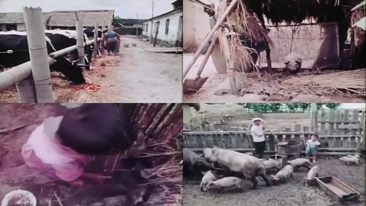 60年代的中国乡村养殖影像