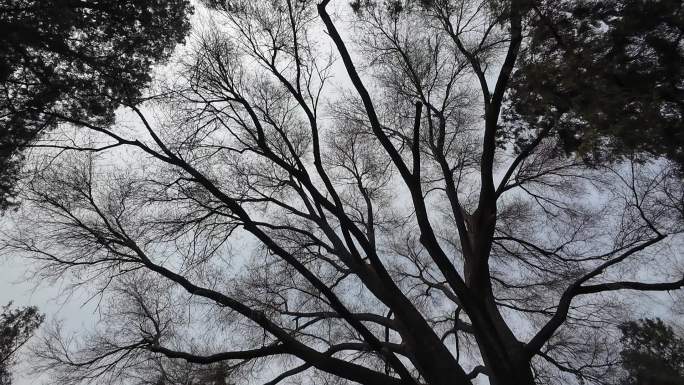 广角拍摄公园一棵古老树冠庞大的树木