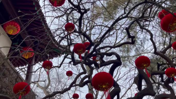 过年古树古建筑红灯笼装饰新年气氛8