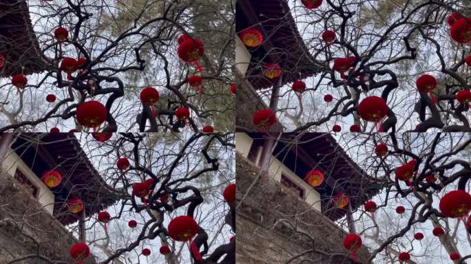 过年古树古建筑红灯笼装饰新年气氛8