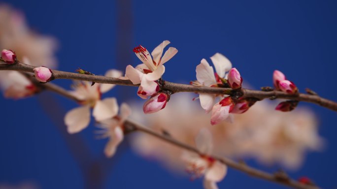 花开延时特写桃花花开过程春天春暖花开