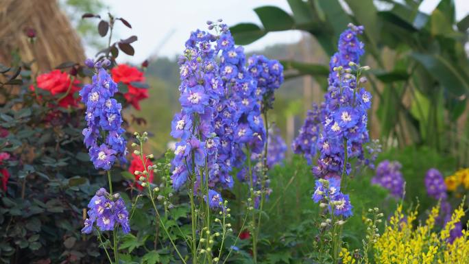 笔架山公园花展花海