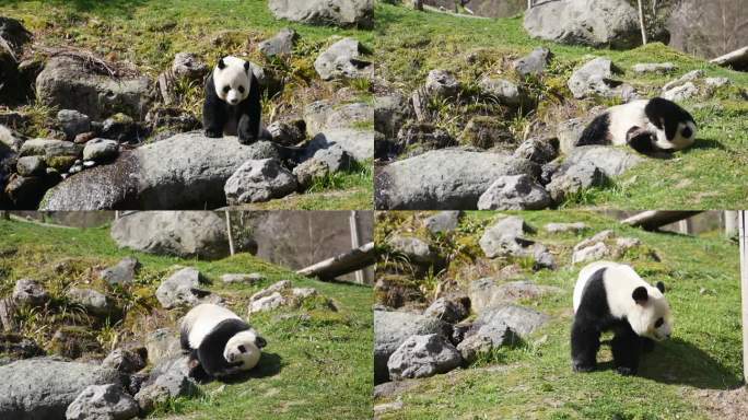 神农架大熊猫馆的熊猫