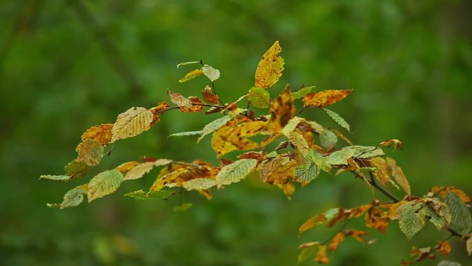 在德国下萨克森州汉诺威的森林里，一棵落叶树的树枝在暴风雨的日子里随风摇曳