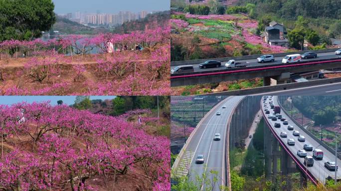 航拍成都龙泉山桃花满山遍野