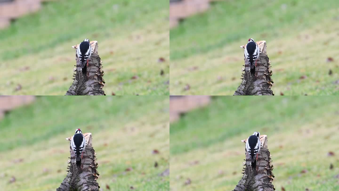 大斑啄木鸟又名大斑啄木鸟雄性。在干木头上寻找食物。