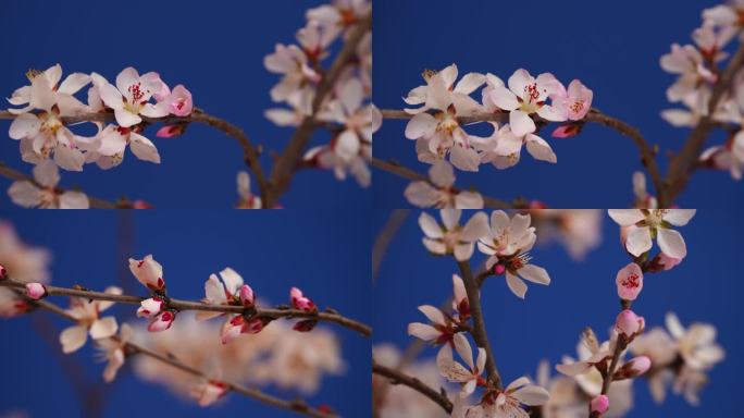 花开延时特写桃花花开过程春天春暖花开