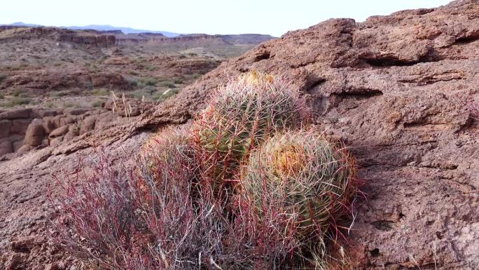 加州桶形仙人掌，圆锥形桶形仙人掌(Ferocactus aceus)，仙人掌生长在沙漠中的石头上。亚