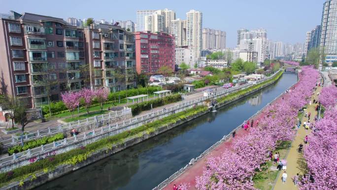 航拍水城河樱花