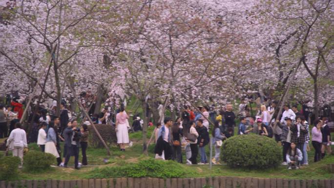 周末樱花园里人群众多