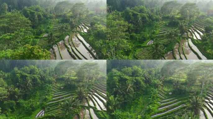 航拍巴厘岛热带森林和水稻梯田。郁郁葱葱的热带雨林和丛林