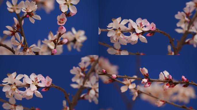 花开延时特写桃花花开过程春天春暖花开