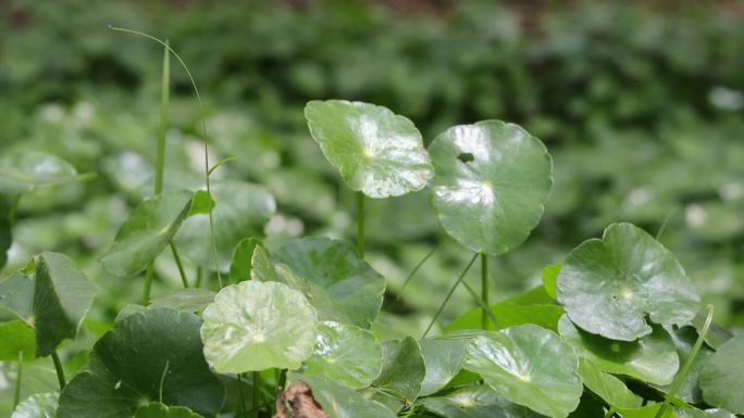 金钱草、铺地莲