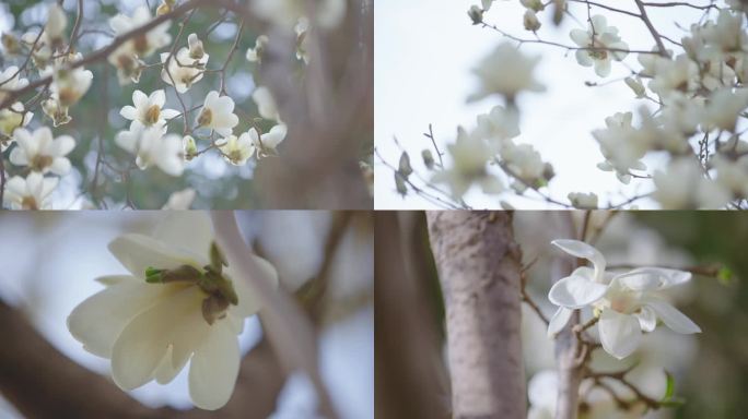 白玉兰 玉兰花开 春分