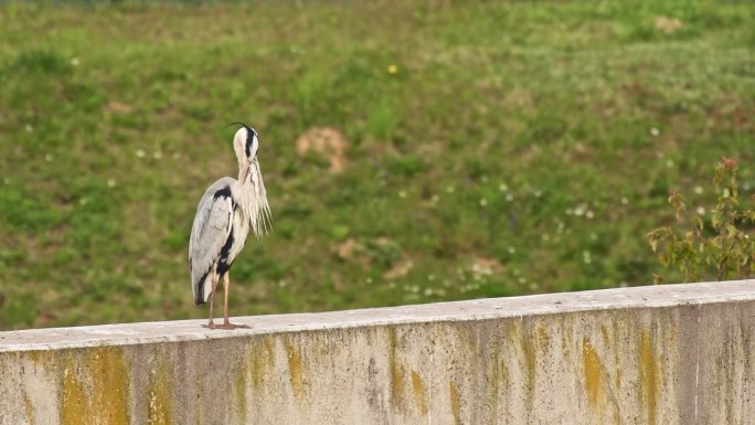 灰鹭(Ardea cinerea)是一种灰色羽毛的大型水鸟，这种鸟站在墙上清理羽毛。