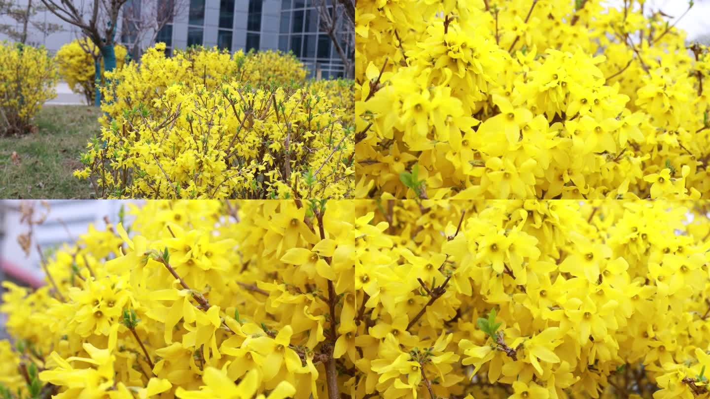 连翘花 花 黄花 春天 美景  园林