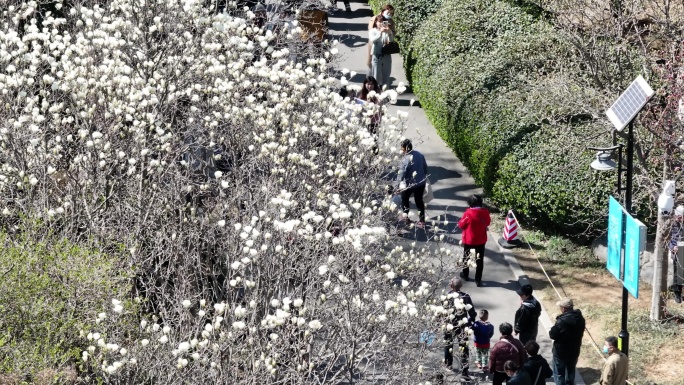 济南，百花公园，玉兰花，赏花,春暖花开