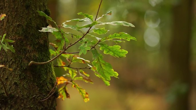 在德国下萨克森州汉诺威的森林里，一棵落叶树的树枝在暴风雨的日子里随风摇曳