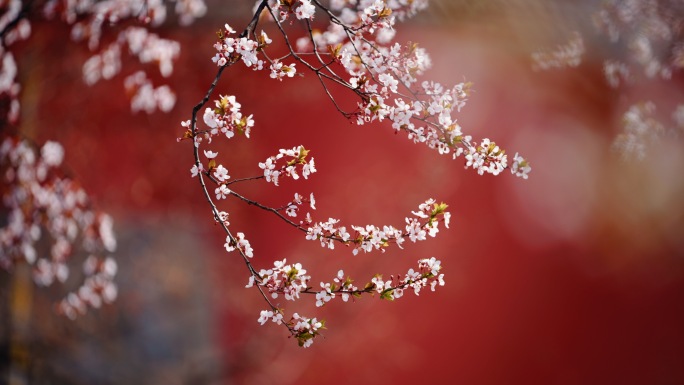 春天樱花红墙花朵