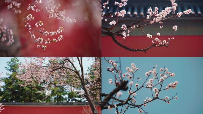 春天樱花红墙花朵