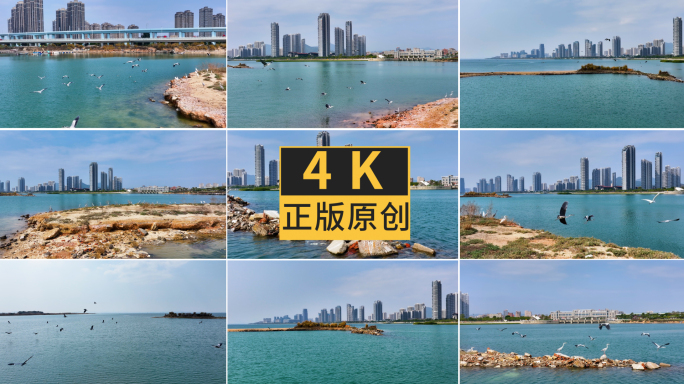 同安环东海域丙州海鸟白鹭4K航拍-3