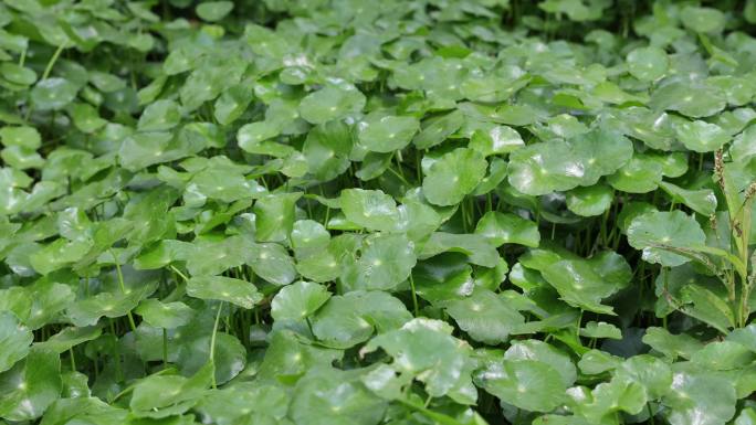 金钱草、铺地莲