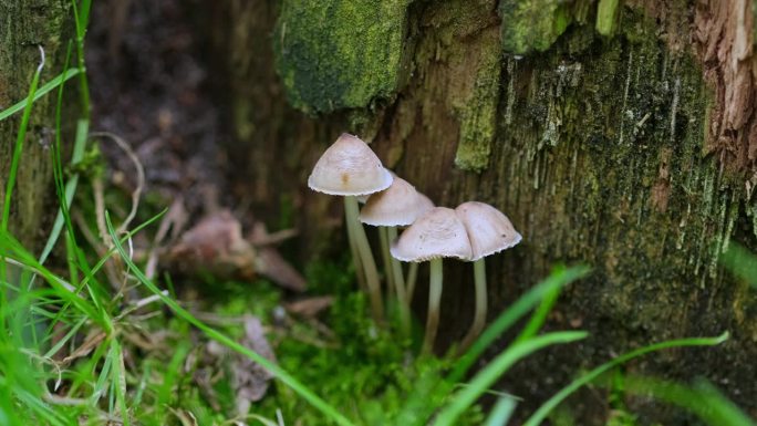 生长在森林里的蘑菇。毒蕈生长在室外