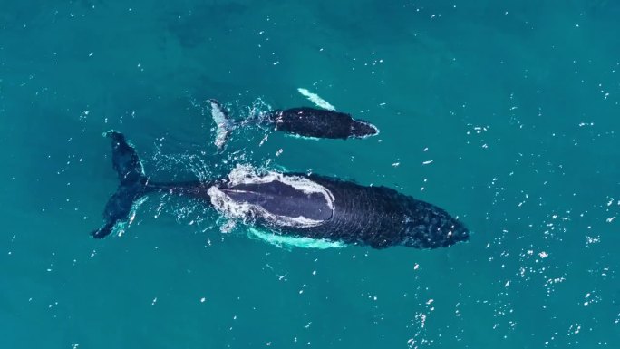 从上到下的鸟瞰图，座头鲸妈妈和幼鲸一起游泳