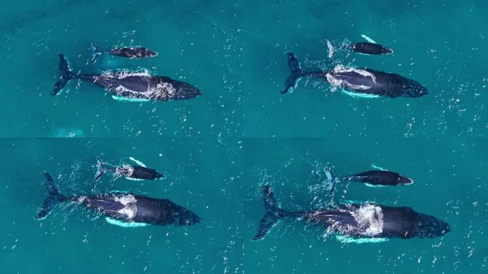 从上到下的鸟瞰图，座头鲸妈妈和幼鲸一起游泳