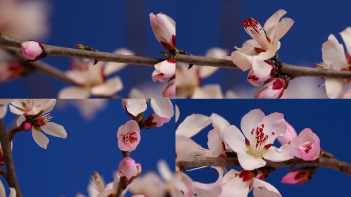 特写桃花花开花朵春天春暖花开花瓣花开延时