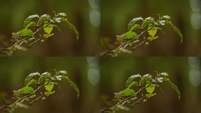 在德国下萨克森州汉诺威的森林里，一棵落叶树的树枝在暴风雨的日子里随风摇曳