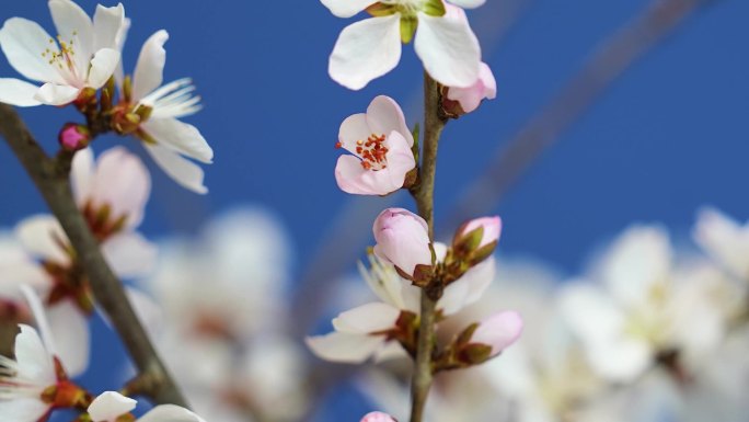 4K春天桃花花开 花开特写 花开延时