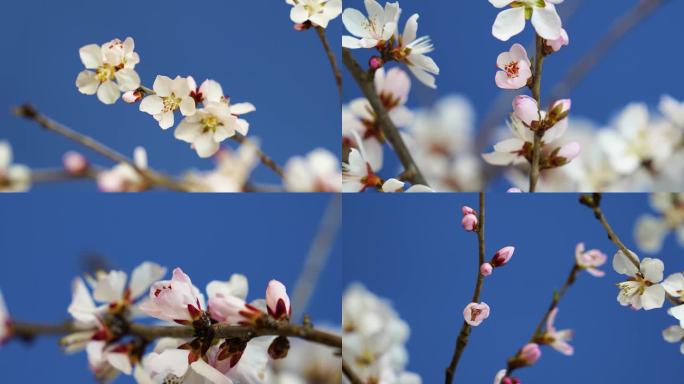 4K春天桃花花开 花开特写 花开延时