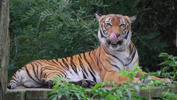 一只老虎在它的自然栖息地，张着嘴安静地休息。