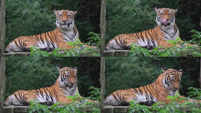 一只老虎在它的自然栖息地，张着嘴安静地休息。