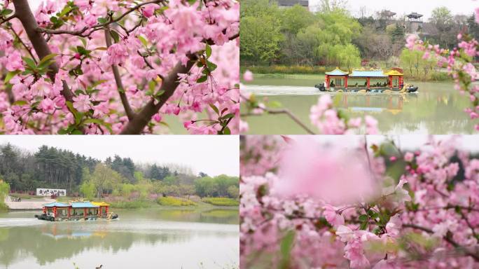 桃花桃林桃花潭水游船游玩