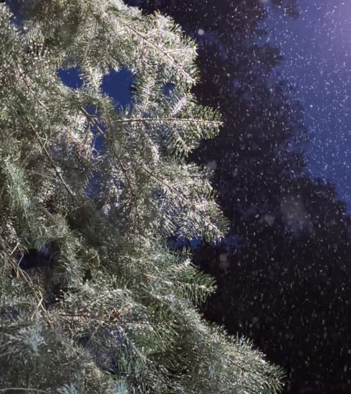 松树林夜下着雪