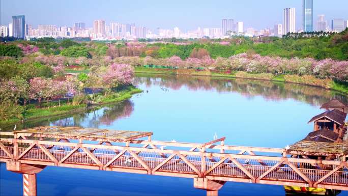 航拍广州海珠湿地紫荆花美丽景色