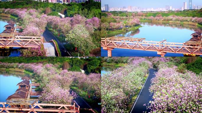 航拍广州海珠湿地紫荆花美丽景色