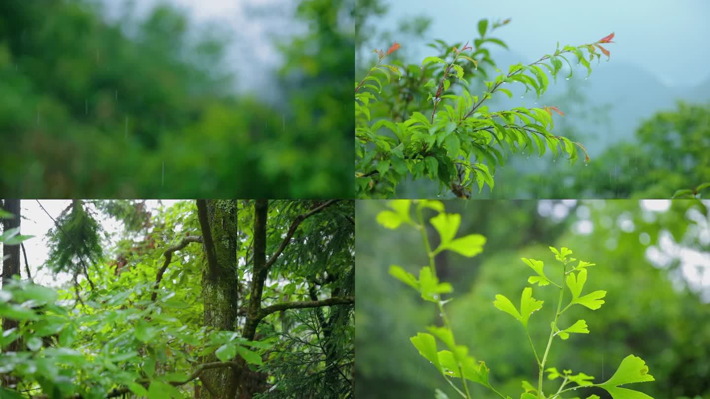 不同角度森林里的雨