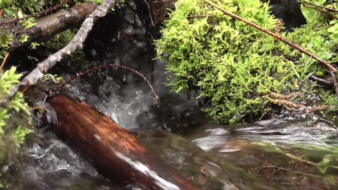 雨林中的一条小溪，苔藓和蕨类植物沿着水边生长。美国华盛顿州