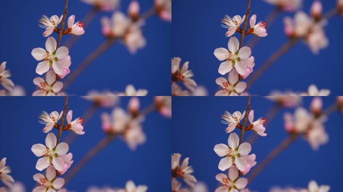 特写桃花花开花朵春天春暖花开花瓣花开延时