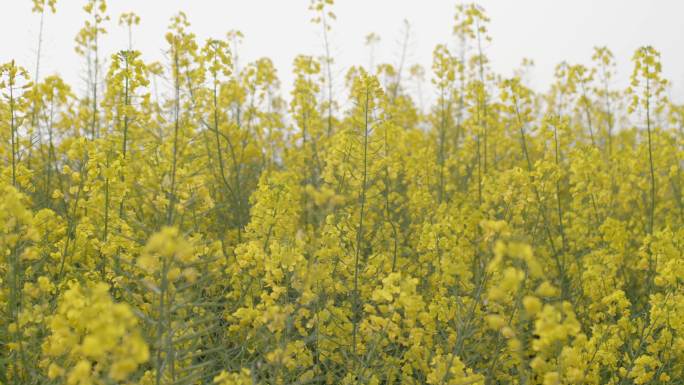 4k菜花蜜蜂采蜜航拍