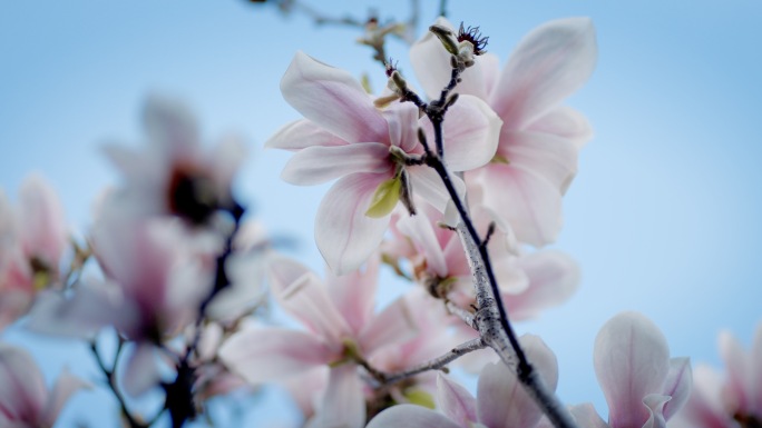 玉兰花广告级素材网师园玉兰花园林春暖花开