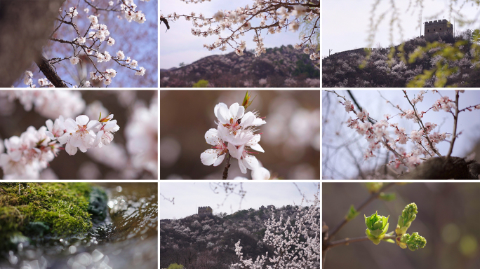 春天桃花长城踏青绿芽