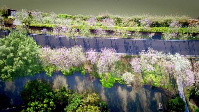 航拍广州海珠湿地紫荆花