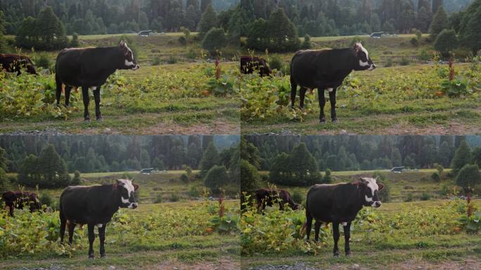 一只大黑牛站在山间的路边